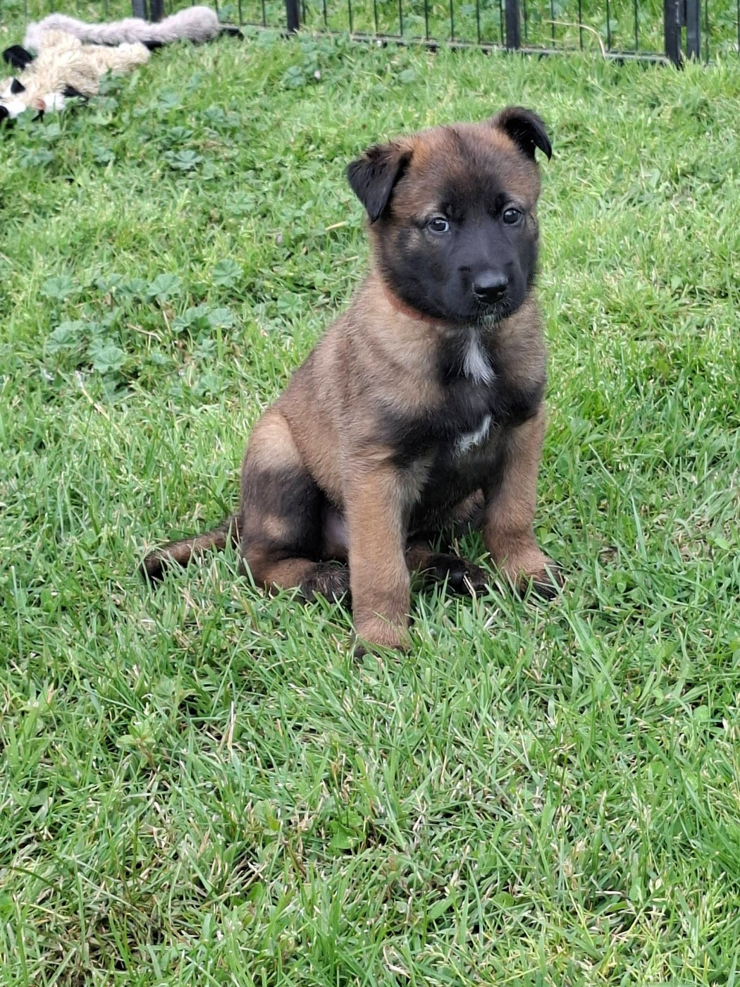 Du gardien des esterelles - Chiots disponibles - Berger Belge