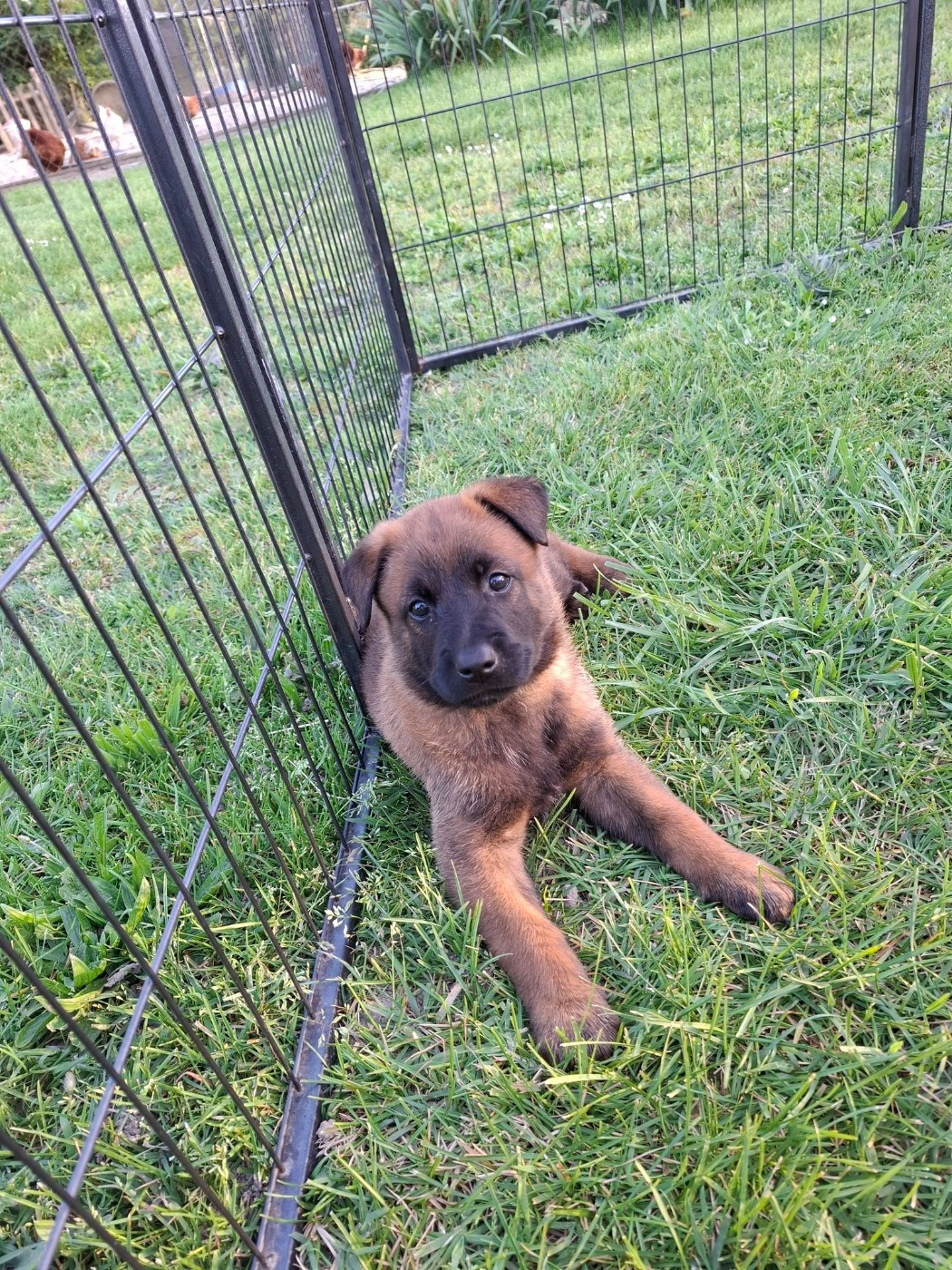 Du gardien des esterelles - Chiots disponibles - Berger Belge