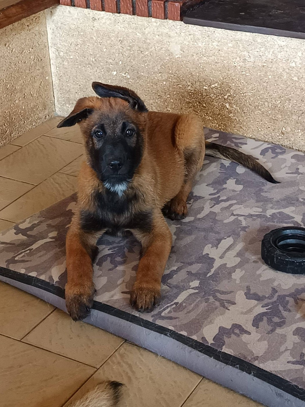 Du gardien des esterelles - Chiots disponibles - Berger Belge